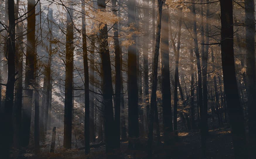 CANADIAN FOREST by DSQUARED2