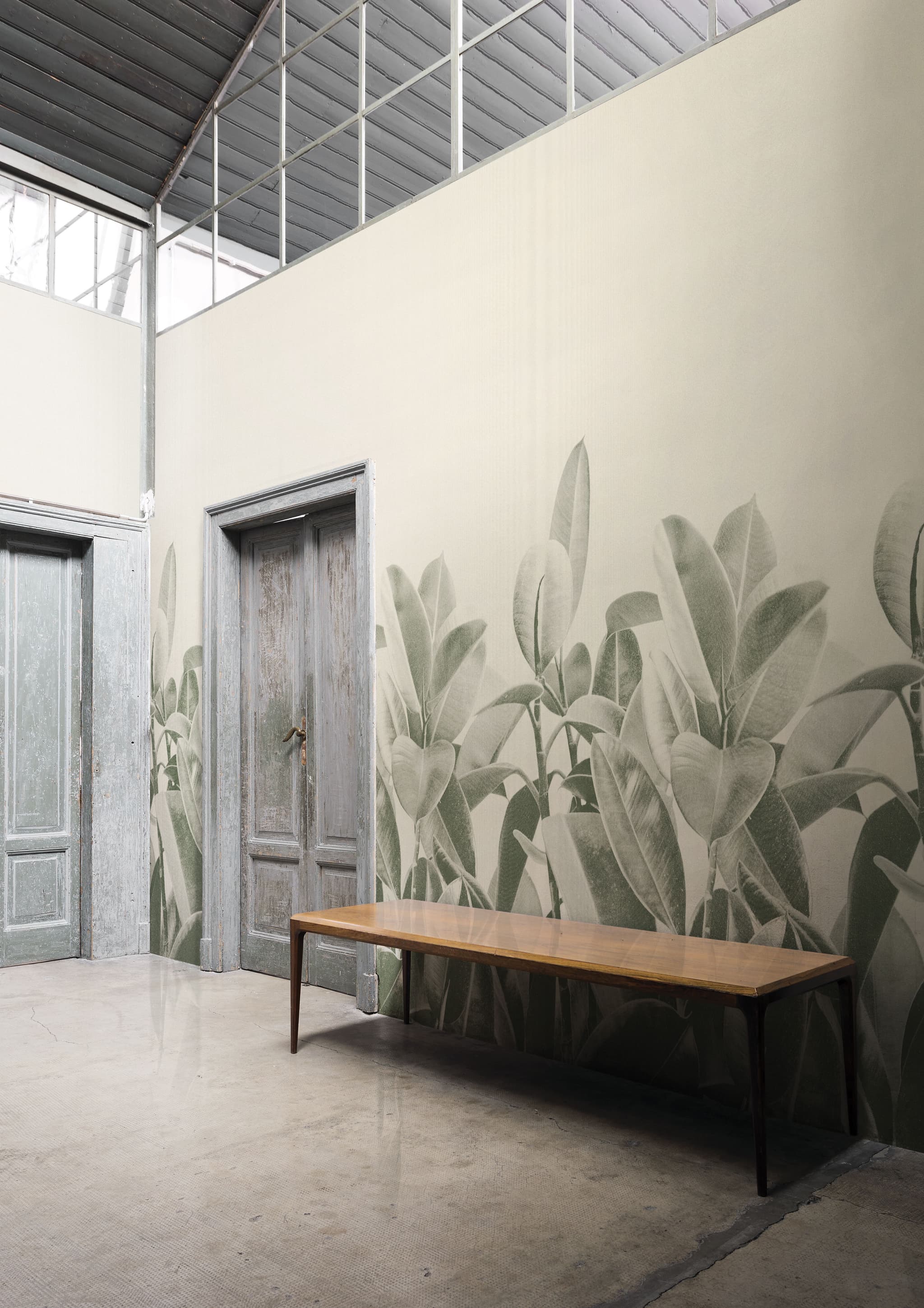 Rubber Plant