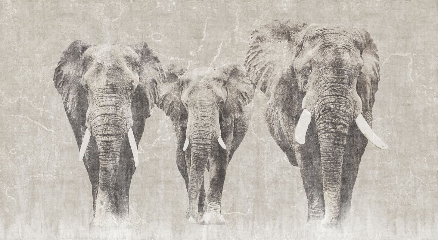 Africa by Unknown