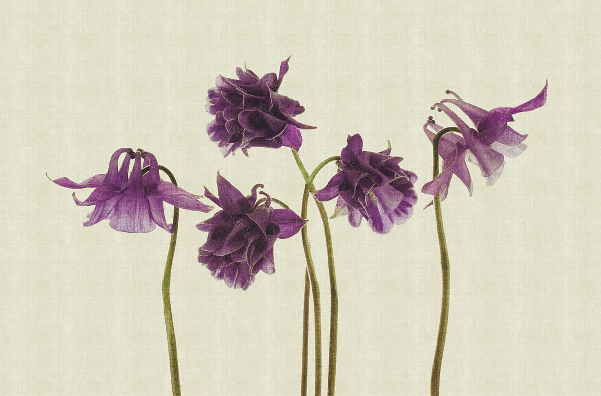 Campanula — 13CP-02