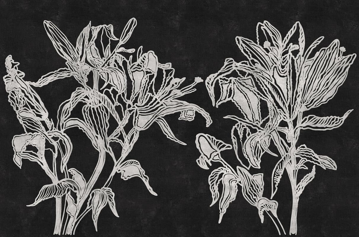 Lily by Unknown