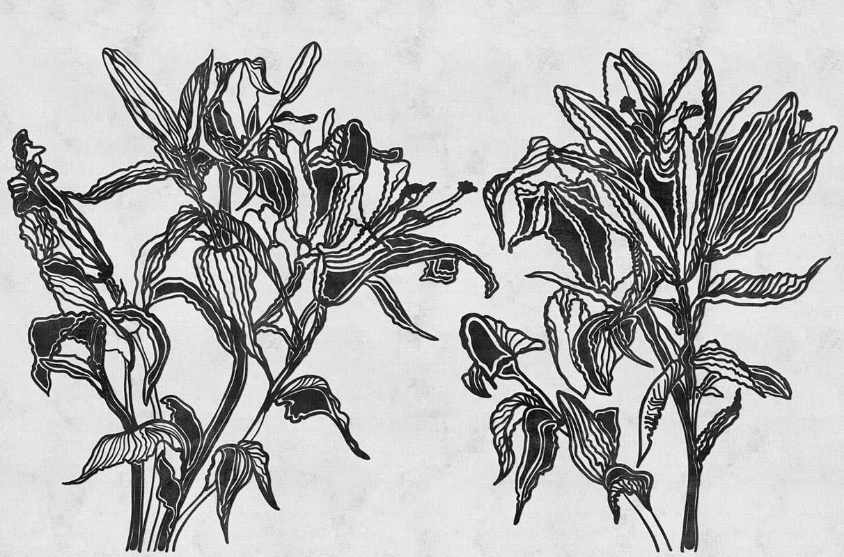 Lily — 20054-02