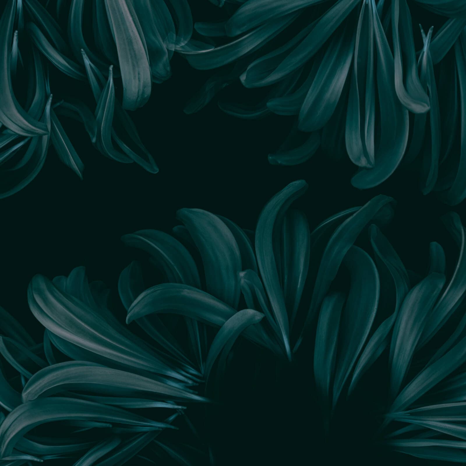 Flying Flowers by Project II